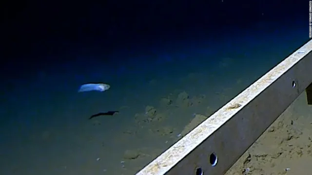Descubren el pez más profundo del planeta en las fosas marinas de Japón