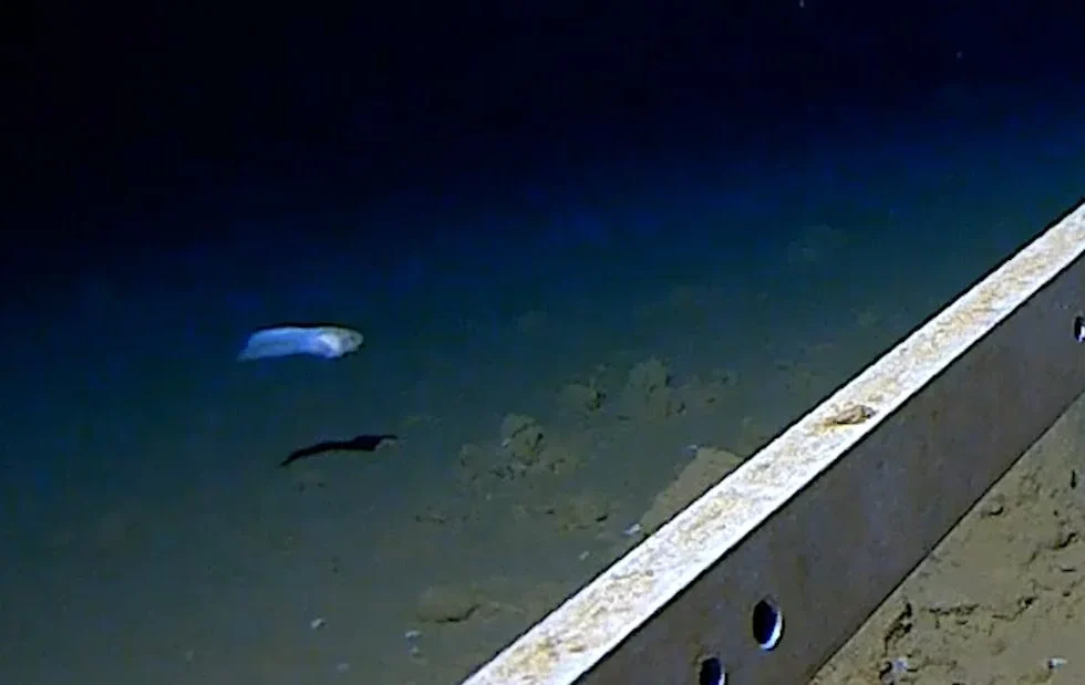 Descubren el pez más profundo del planeta en las fosas marinas de Japón
